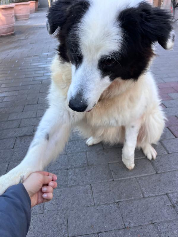 SIMBA MAREMMANO Foto 6